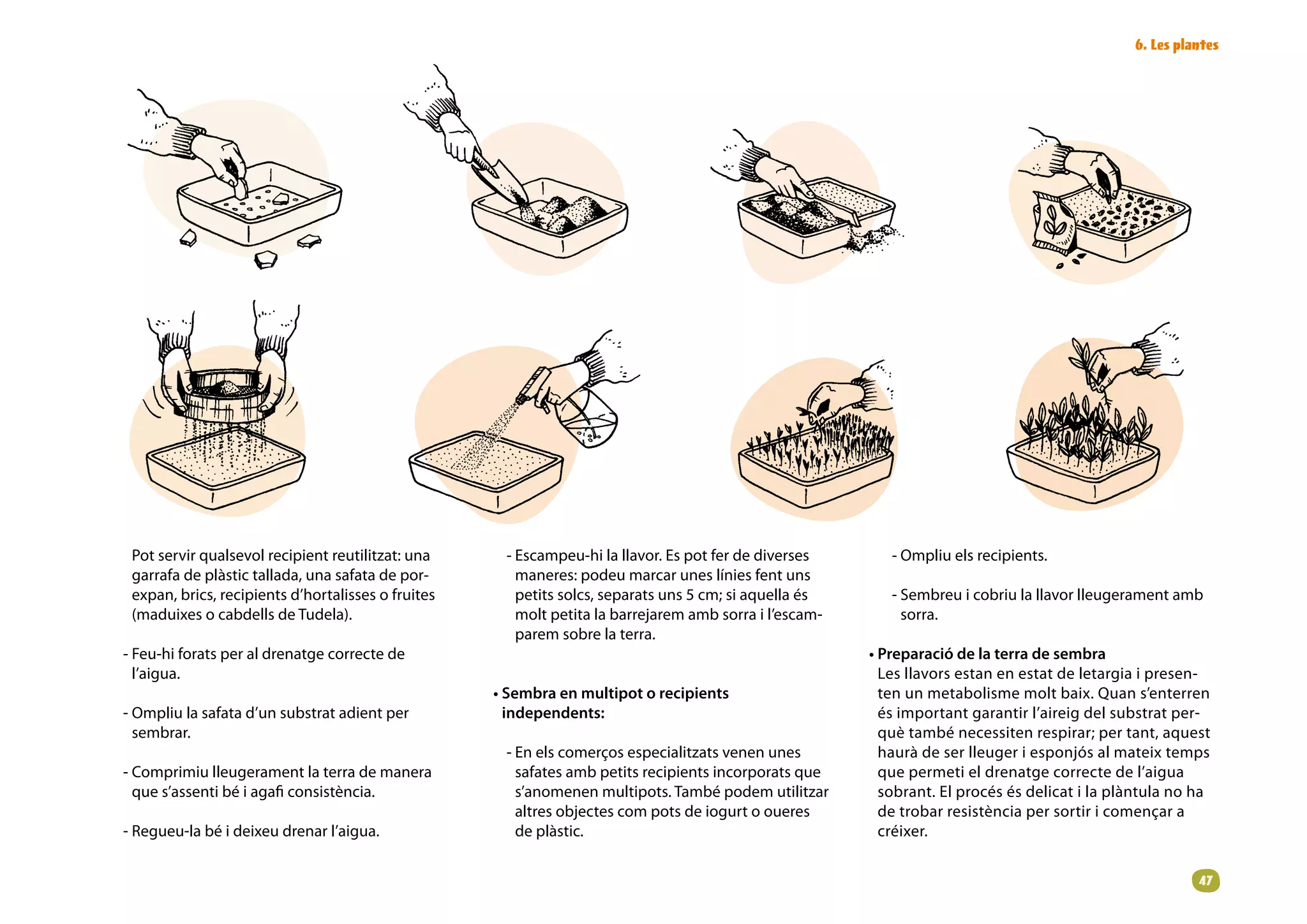 6. Les plantes




 Pot servir qualsevol recipient reutilitzat: una     - Escampeu-hi la llavor. Es pot fer de diverses       - Ompliu els recipients.
 garrafa de plàstic tallada, una safata de por-        maneres: podeu marcar unes línies fent uns
 expan, brics, recipients d’hortalisses o fruites      petits solcs, separats uns 5 cm; si aquella és      - Sembreu i cobriu la llavor lleugerament amb
 (maduixes o cabdells de Tudela).                      molt petita la barrejarem amb sorra i l’escam-        sorra.
                                                       parem sobre la terra.
- Feu-hi forats per al drenatge correcte de                                                             • Preparació de la terra de sembra
  l’aigua.                                                                                                Les llavors estan en estat de letargia i presen-
                                                    • Sembra en multipot o recipients                     ten un metabolisme molt baix. Quan s’enterren
- Ompliu la safata d’un substrat adient per           independents:                                       és important garantir l’aireig del substrat per-
  sembrar.                                                                                                què també necessiten respirar; per tant, aquest
                                                     - En els comerços especialitzats venen unes          haurà de ser lleuger i esponjós al mateix temps
- Comprimiu lleugerament la terra de manera            safates amb petits recipients incorporats que      que permeti el drenatge correcte de l’aigua
  que s’assenti bé i agafi consistència.               s’anomenen multipots. També podem utilitzar        sobrant. El procés és delicat i la plàntula no ha
                                                       altres objectes com pots de iogurt o oueres        de trobar resistència per sortir i començar a
- Regueu-la bé i deixeu drenar l’aigua.                de plàstic.                                        créixer.


                                                                                                                                                         
 