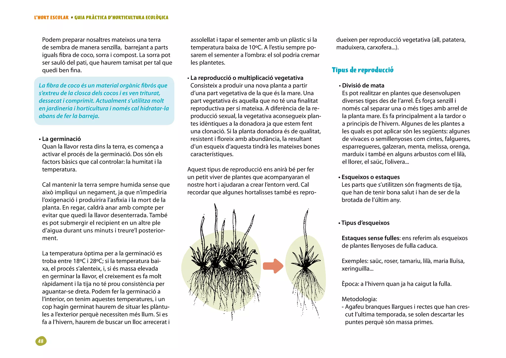 L’HORT ESCOLAR • GUIA PRÀCTICA D’HORTICULTURA ECOLÒGICA



   Podem preparar nosaltres mateixos una terra             assolellat i tapar el sementer amb un plàstic si la     dueixen per reproducció vegetativa (all, patatera,
   de sembra de manera senzilla, barrejant a parts         temperatura baixa de 10ºC. A l’estiu sempre po-         maduixera, carxofera...).
   iguals fibra de coco, sorra i compost. La sorra pot     sarem el sementer a l’ombra: el sol podria cremar
   ser sauló del pati, que haurem tamisat per tal que      les plantetes.
   quedi ben fina.                                                                                                Tipus de reproducció
                                                          • La reproducció o multiplicació vegetativa
 La fibra de coco és un material orgànic fibrós que         Consisteix a produir una nova planta a partir           • Divisió de mata
 s’extreu de la closca dels cocos i es ven triturat,        d’una part vegetativa de la que és la mare. Una           Es pot realitzar en plantes que desenvolupen
 dessecat i comprimit. Actualment s’utilitza molt           part vegetativa és aquella que no té una finalitat        diverses tiges des de l’arrel. És força senzill i
 en jardineria i horticultura i només cal hidratar-la       reproductiva per si mateixa. A diferència de la re-       només cal separar una o més tiges amb arrel de
 abans de fer la barreja.                                   producció sexual, la vegetativa aconsegueix plan-         la planta mare. Es fa principalment a la tardor o
                                                            tes idèntiques a la donadora ja que estem fent            a principis de l’hivern. Algunes de les plantes a
                                                            una clonació. Si la planta donadora és de qualitat,       les quals es pot aplicar són les següents: algunes
 • La germinació                                            resistent i floreix amb abundància, la resultant          de vivaces o semillenyoses com cintes, falgueres,
   Quan la llavor resta dins la terra, es comença a         d’un esqueix d’aquesta tindrà les mateixes bones          esparregueres, galzeran, menta, melissa, orenga,
   activar el procés de la germinació. Dos són els          característiques.                                         marduix i també en alguns arbustos com el lilà,
   factors bàsics que cal controlar: la humitat i la                                                                  el llorer, el saüc, l’olivera...
   temperatura.                                           Aquest tipus de reproducció ens anirà bé per fer
                                                          un petit viver de plantes que acompanyaran el             • Esqueixos o estaques
   Cal mantenir la terra sempre humida sense que          nostre hort i ajudaran a crear l’entorn verd. Cal           Les parts que s’utilitzen són fragments de tija,
   això impliqui un negament, ja que n’impediria          recordar que algunes hortalisses també es repro-            que han de tenir bona salut i han de ser de la
   l’oxigenació i produirira l’asfixia i la mort de la                                                                brotada de l’últim any.
   planta. En regar, caldrà anar amb compte per
   evitar que quedi la llavor desenterrada. També
   es pot submergir el recipient en un altre ple                                                                    • Tipus d’esqueixos
   d’aigua durant uns minuts i treure’l posterior-
   ment.                                                                                                             Estaques sense fulles: ens referim als esqueixos
                                                                                                                     de plantes llenyoses de fulla caduca.
   La temperatura òptima per a la germinació es
   troba entre 18ºC i 28ºC; si la temperatura bai-                                                                   Exemples: saüc, roser, tamariu, lilà, maria lluïsa,
   xa, el procés s’alenteix, i, si és massa elevada                                                                  xeringuilla...
   en germinar la llavor, el creixement es fa molt
   ràpidament i la tija no té prou consistència per                                                                  Època: a l’hivern quan ja ha caigut la fulla.
   aguantar-se dreta. Podem fer la germinació a
   l’interior, on tenim aquestes temperatures, i un                                                                  Metodologia:
   cop hagin germinat haurem de situar les plàntu-                                                                   - Agafeu branques llargues i rectes que han cres-
   les a l’exterior perquè necessiten més llum. Si es                                                                  cut l’ultima temporada, se solen descartar les
   fa a l’hivern, haurem de buscar un lloc arrecerat i                                                                 puntes perquè són massa primes.


 8
 