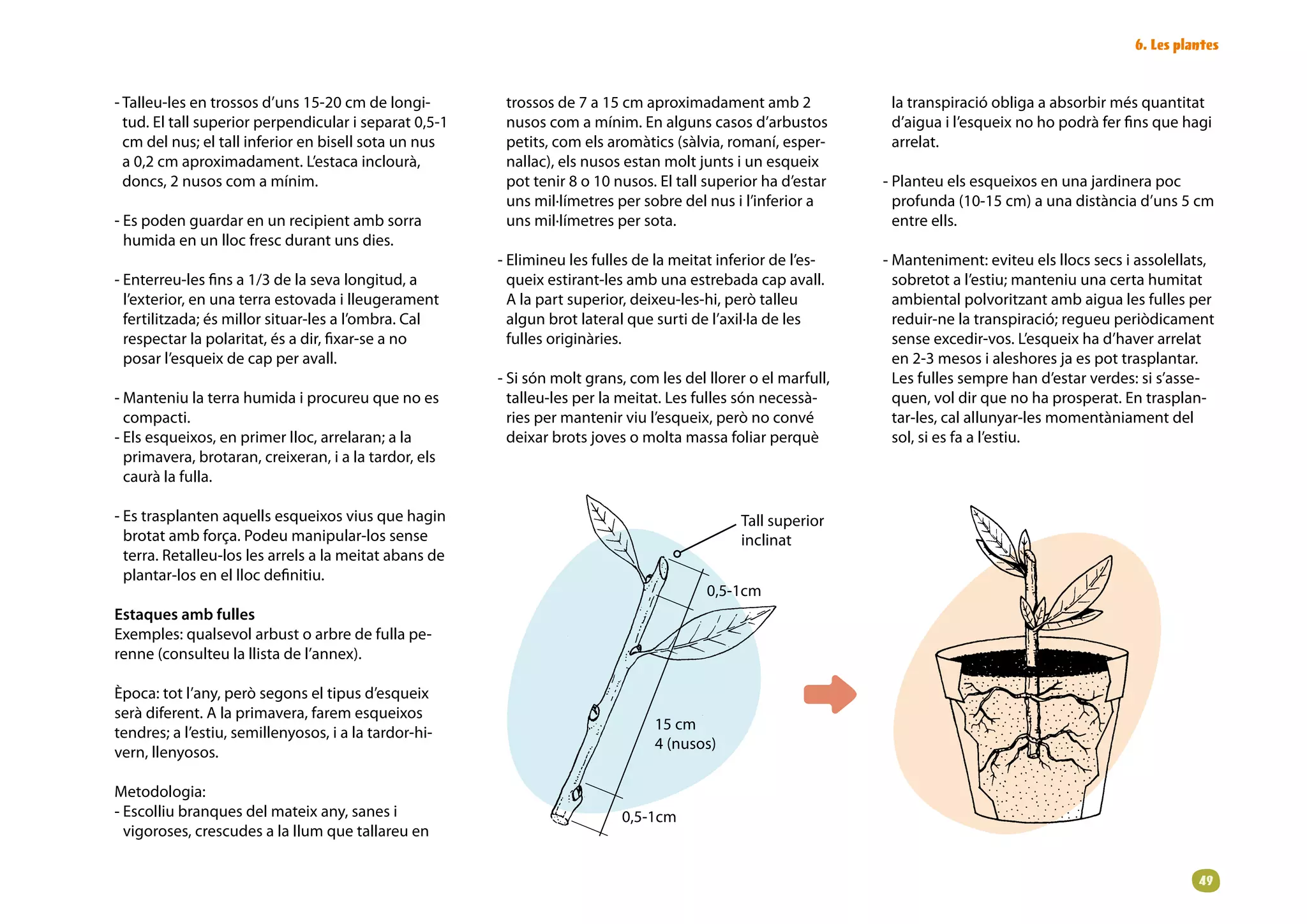 6. Les plantes


- Talleu-les en trossos d’uns 15-20 cm de longi-         trossos de 7 a 15 cm aproximadament amb 2               la transpiració obliga a absorbir més quantitat
  tud. El tall superior perpendicular i separat 0,5-1    nusos com a mínim. En alguns casos d’arbustos           d’aigua i l’esqueix no ho podrà fer fins que hagi
  cm del nus; el tall inferior en bisell sota un nus     petits, com els aromàtics (sàlvia, romaní, esper-       arrelat.
  a 0,2 cm aproximadament. L’estaca inclourà,            nallac), els nusos estan molt junts i un esqueix
  doncs, 2 nusos com a mínim.                            pot tenir 8 o 10 nusos. El tall superior ha d’estar    - Planteu els esqueixos en una jardinera poc
                                                         uns mil·límetres per sobre del nus i l’inferior a        profunda (10-15 cm) a una distància d’uns 5 cm
- Es poden guardar en un recipient amb sorra             uns mil·límetres per sota.                               entre ells.
  humida en un lloc fresc durant uns dies.
                                                        - Elimineu les fulles de la meitat inferior de l’es-    - Manteniment: eviteu els llocs secs i assolellats,
- Enterreu-les fins a 1/3 de la seva longitud, a          queix estirant-les amb una estrebada cap avall.         sobretot a l’estiu; manteniu una certa humitat
  l’exterior, en una terra estovada i lleugerament        A la part superior, deixeu-les-hi, però talleu          ambiental polvoritzant amb aigua les fulles per
  fertilitzada; és millor situar-les a l’ombra. Cal       algun brot lateral que surti de l’axil·la de les        reduir-ne la transpiració; regueu periòdicament
  respectar la polaritat, és a dir, fixar-se a no         fulles originàries.                                     sense excedir-vos. L’esqueix ha d’haver arrelat
  posar l’esqueix de cap per avall.                                                                               en 2-3 mesos i aleshores ja es pot trasplantar.
                                                        - Si són molt grans, com les del llorer o el marfull,     Les fulles sempre han d’estar verdes: si s’asse-
- Manteniu la terra humida i procureu que no es           talleu-les per la meitat. Les fulles són necessà-       quen, vol dir que no ha prosperat. En trasplan-
  compacti.                                               ries per mantenir viu l’esqueix, però no convé          tar-les, cal allunyar-les momentàniament del
- Els esqueixos, en primer lloc, arrelaran; a la          deixar brots joves o molta massa foliar perquè          sol, si es fa a l’estiu.
  primavera, brotaran, creixeran, i a la tardor, els
  caurà la fulla.

- Es trasplanten aquells esqueixos vius que hagin                                             Tall superior
  brotat amb força. Podeu manipular-los sense                                                 inclinat
  terra. Retalleu-los les arrels a la meitat abans de
  plantar-los en el lloc definitiu.
                                                                                         0,5-1cm
Estaques amb fulles
Exemples: qualsevol arbust o arbre de fulla pe-
renne (consulteu la llista de l’annex).

Època: tot l’any, però segons el tipus d’esqueix
serà diferent. A la primavera, farem esqueixos
                                                                                 15 cm
tendres; a l’estiu, semillenyosos, i a la tardor-hi-
                                                                                 4 (nusos)
vern, llenyosos.

Metodologia:
- Escolliu branques del mateix any, sanes i                                0,5-1cm
  vigoroses, crescudes a la llum que tallareu en


                                                                                                                                                                9
 