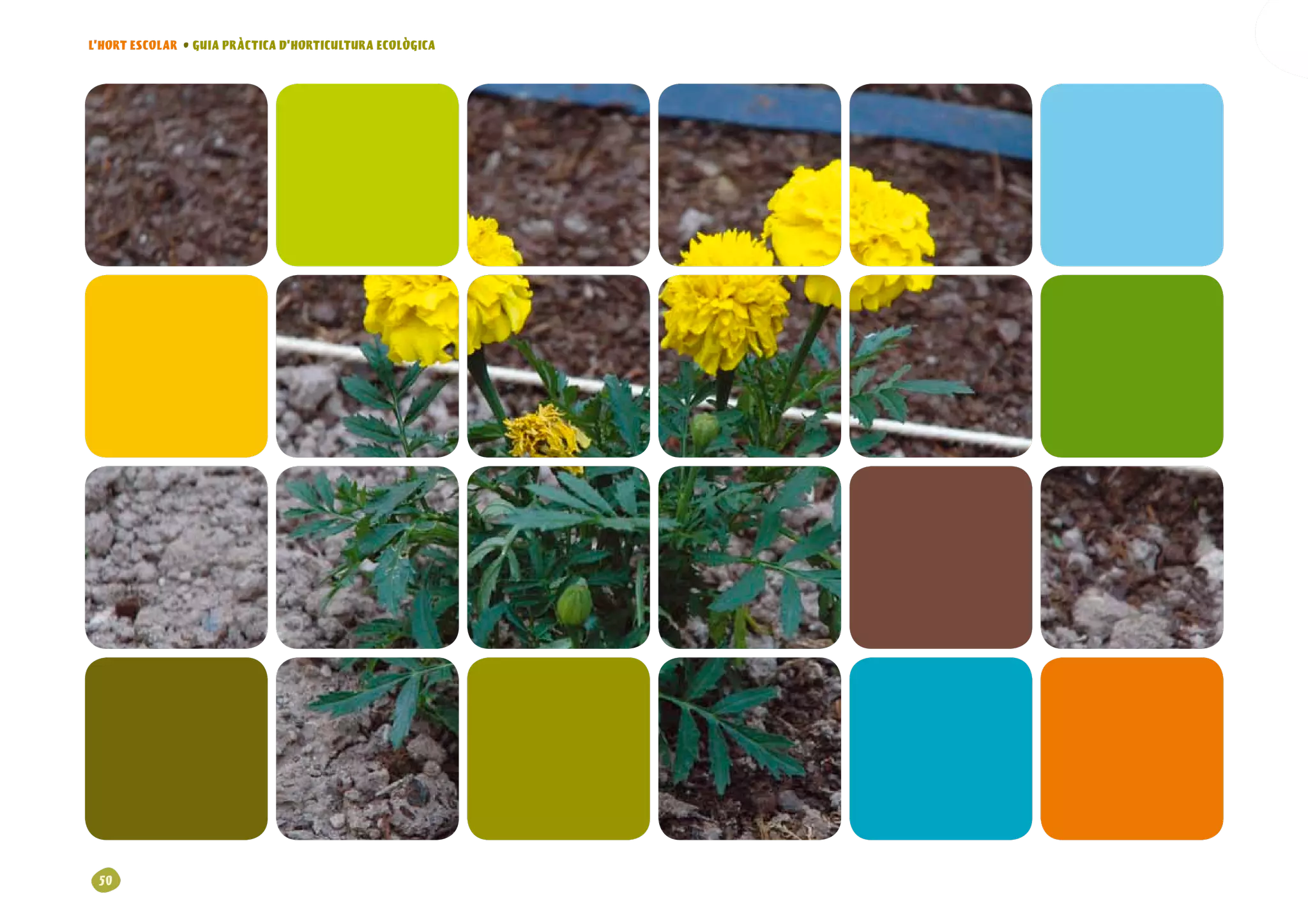 L’HORT ESCOLAR • GUIA PRÀCTICA D’HORTICULTURA ECOLÒGICA




 0
 