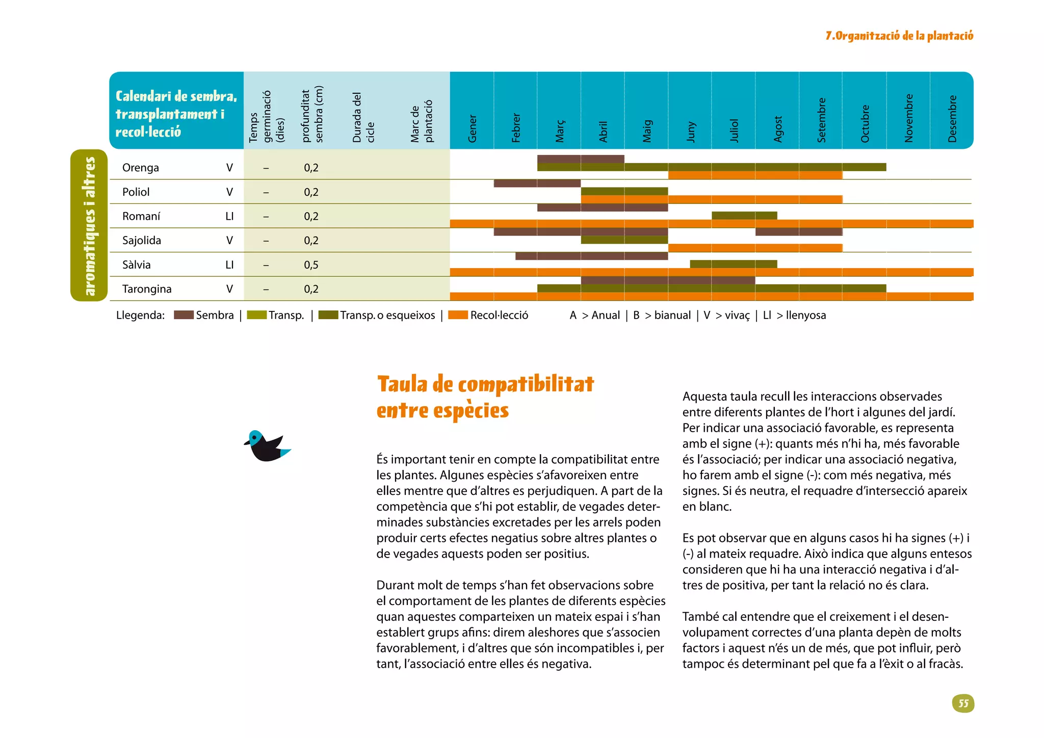 .Organització de la plantació




                                                                    sembra(cm)
                       Calendari de sembra,




                                                                    profunditat
                                                      germinació




                                                                                     Duradadel




                                                                                                                                                                                                                          Novembre


                                                                                                                                                                                                                                     Desembre
                                                                                                                                                                                                    Setembre
                                                                                                     plantació
                                                                                                     Marcde
                       transplantament i




                                                                                                                                                                                                                Octubre
                                                      Temps




                                                                                                                          Febrer
                                                                                                                 Gener




                                                                                                                                                                                          Agost
                                                      (dies)




                                                                                                                                                                               Juliol
                                                                                                                                                           Maig
                                                                                                                                   Març


                                                                                                                                                Abril




                                                                                                                                                                     Juny
                                                                                     cicle
                       recol·lecció
aromatiques i altres



                        Orenga                V           –           0,2

                        Poliol                V           –           0,2

                        Romaní                LI          –           0,2

                        Sajolida              V           –           0,2

                        Sàlvia                LI          –           0,5

                        Tarongina             V           –           0,2

                       Llegenda:   Sembra|        Transp.|          Transp.oesqueixos|     Recol·lecció            AAnual|Bbianual|Vvivaç|Llllenyosa




                                                                                               Taula de compatibilitat                                              Aquesta taula recull les interaccions observades
                                                                                               entre espècies                                                       entre diferents plantes de l’hort i algunes del jardí.
                                                                                                                                                                    Per indicar una associació favorable, es representa
                                                                                                                                                                    amb el signe (+): quants més n’hi ha, més favorable
                                                                                               És important tenir en compte la compatibilitat entre                 és l’associació; per indicar una associació negativa,
                                                                                               les plantes. Algunes espècies s’afavoreixen entre                    ho farem amb el signe (-): com més negativa, més
                                                                                               elles mentre que d’altres es perjudiquen. A part de la               signes. Si és neutra, el requadre d’intersecció apareix
                                                                                               competència que s’hi pot establir, de vegades deter-                 en blanc.
                                                                                               minades substàncies excretades per les arrels poden
                                                                                               produir certs efectes negatius sobre altres plantes o                Es pot observar que en alguns casos hi ha signes (+) i
                                                                                               de vegades aquests poden ser positius.                               (-) al mateix requadre. Això indica que alguns entesos
                                                                                                                                                                    consideren que hi ha una interacció negativa i d’al-
                                                                                               Durant molt de temps s’han fet observacions sobre                    tres de positiva, per tant la relació no és clara.
                                                                                               el comportament de les plantes de diferents espècies
                                                                                               quan aquestes comparteixen un mateix espai i s’han                   També cal entendre que el creixement i el desen-
                                                                                               establert grups afins: direm aleshores que s’associen                volupament correctes d’una planta depèn de molts
                                                                                               favorablement, i d’altres que són incompatibles i, per               factors i aquest n’és un de més, que pot influir, però
                                                                                               tant, l’associació entre elles és negativa.                          tampoc és determinant pel que fa a l’èxit o al fracàs.


                                                                                                                                                                                                                                            
 