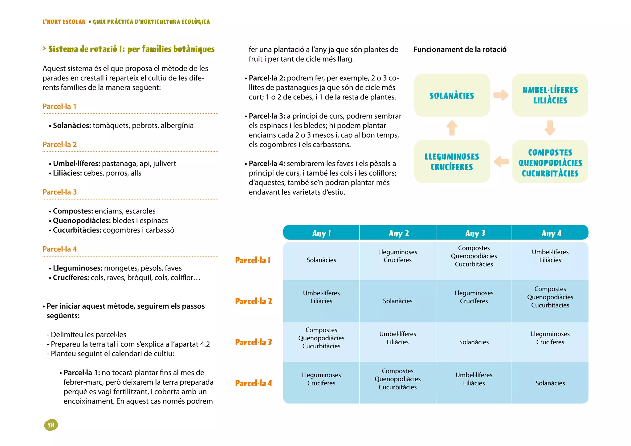 L’HORT ESCOLAR • GUIA PRÀCTICA D’HORTICULTURA ECOLÒGICA



 Sistema de rotació 1: per famílies botàniques                fer una plantació a l’any ja que són plantes de            Funcionament de la rotació
                                                               fruit i per tant de cicle més llarg.
Aquest sistema és el que proposa el mètode de les
parades en crestall i reparteix el cultiu de les dife-       • Parcel·la 2: podrem fer, per exemple, 2 o 3 co-
rents famílies de la manera següent:                           llites de pastanagues ja que són de cicle més                                           UMBEL·LÍFERES
                                                               curt; 1 o 2 de cebes, i 1 de la resta de plantes.              SOLANÀCIES
                                                                                                                                                         LILIÀCIES
Parcel·la 1
                                                             • Parcel·la 3: a principi de curs, podrem sembrar
  • Solanàcies: tomàquets, pebrots, albergínia                 els espinacs i les bledes; hi podem plantar
                                                               enciams cada 2 o 3 mesos i, cap al bon temps,
Parcel·la 2                                                    els cogombres i els carbassons.
                                                                                                                             LLEGUMINOSES                COMPOSTES
  • Umbel·líferes: pastanaga, api, julivert                  • Parcel·la 4: sembrarem les faves i els pèsols a
                                                                                                                               CRUCÍFERES              QUENOPODIÀCIES
  • Liliàcies: cebes, porros, alls                             principi de curs, i també les cols i les coliflors;                                      CUCURBITÀCIES
                                                               d’aquestes, també se’n podran plantar més
Parcel·la 3                                                    endavant les varietats d’estiu.

  • Compostes: enciams, escaroles
  • Quenopodiàcies: bledes i espinacs
  • Cucurbitàcies: cogombres i carbassó                                             Any 1                      Any 2                    Any 3                Any 
Parcel·la 4                                                                                                Lleguminoses
                                                                                                                                      Compostes
                                                                                                                                                          Umbel·líferes
                                                                                                                                    Quenopodiàcies
                                                           Parcel·la 1            Solanàcies                 Crucíferes
                                                                                                                                     Cucurbitàcies
                                                                                                                                                            Liliàcies
  • Lleguminoses: mongetes, pèsols, faves
  • Crucíferes: cols, raves, bròquil, cols, coliflor…
                                                                                                                                                           Compostes
                                                                                 Umbel·líferes                                       Lleguminoses
                                                                                                                                                         Quenopodiàcies
• Per iniciar aquest mètode, seguirem els passos
                                                           Parcel·la 2             Liliàcies                 Solanàcies                Crucíferes
                                                                                                                                                          Cucurbitàcies
  següents:
                                                                                 Compostes
 - Delimiteu les parcel·les                                                    Quenopodiàcies
                                                                                                            Umbel·líferes                                 Lleguminoses
 - Prepareu la terra tal i com s’explica a l’apartat 4.2   Parcel·la 3          Cucurbitàcies
                                                                                                              Liliàcies               Solanàcies            Crucíferes
 - Planteu seguint el calendari de cultiu:

      • Parcel·la 1: no tocarà plantar fins al mes de                            Lleguminoses
                                                                                                            Compostes
                                                                                                                                     Umbel·líferes
                                                                                                          Quenopodiàcies
        febrer-març, però deixarem la terra preparada      Parcel·la              Crucíferes                                          Liliàcies           Solanàcies
                                                                                                           Cucurbitàcies
        perquè es vagi fertilitzant, i coberta amb un
        encoixinament. En aquest cas només podrem


 8
 