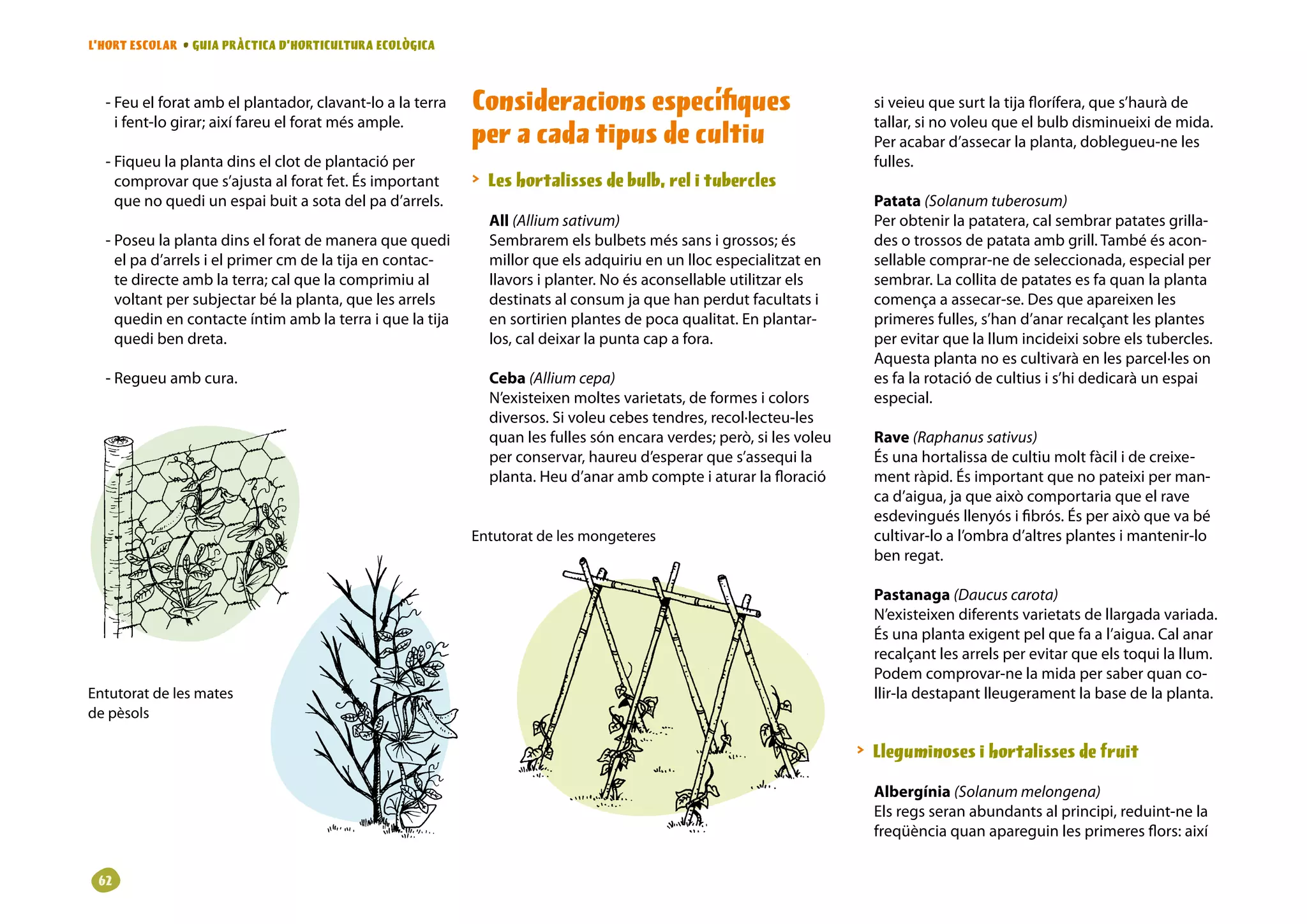 L’HORT ESCOLAR • GUIA PRÀCTICA D’HORTICULTURA ECOLÒGICA



  - Feu el forat amb el plantador, clavant-lo a la terra   Consideracions específiques                                 si veieu que surt la tija florífera, que s’haurà de
    i fent-lo girar; així fareu el forat més ample.                                                                    tallar, si no voleu que el bulb disminueixi de mida.
                                                           per a cada tipus de cultiu                                  Per acabar d’assecar la planta, doblegueu-ne les
  - Fiqueu la planta dins el clot de plantació per                                                                     fulles.
    comprovar que s’ajusta al forat fet. És important       Les hortalisses de bulb, rel i tubercles
    que no quedi un espai buit a sota del pa d’arrels.                                                                 Patata (Solanum tuberosum)
                                                             All (Allium sativum)                                      Per obtenir la patatera, cal sembrar patates grilla-
  - Poseu la planta dins el forat de manera que quedi        Sembrarem els bulbets més sans i grossos; és              des o trossos de patata amb grill. També és acon-
    el pa d’arrels i el primer cm de la tija en contac-      millor que els adquiriu en un lloc especialitzat en       sellable comprar-ne de seleccionada, especial per
    te directe amb la terra; cal que la comprimiu al         llavors i planter. No és aconsellable utilitzar els       sembrar. La collita de patates es fa quan la planta
    voltant per subjectar bé la planta, que les arrels       destinats al consum ja que han perdut facultats i         comença a assecar-se. Des que apareixen les
    quedin en contacte íntim amb la terra i que la tija      en sortirien plantes de poca qualitat. En plantar-        primeres fulles, s’han d’anar recalçant les plantes
    quedi ben dreta.                                         los, cal deixar la punta cap a fora.                      per evitar que la llum incideixi sobre els tubercles.
                                                                                                                       Aquesta planta no es cultivarà en les parcel·les on
  - Regueu amb cura.                                         Ceba (Allium cepa)                                        es fa la rotació de cultius i s’hi dedicarà un espai
                                                             N’existeixen moltes varietats, de formes i colors         especial.
                                                             diversos. Si voleu cebes tendres, recol·lecteu-les
                                                             quan les fulles són encara verdes; però, si les voleu     Rave (Raphanus sativus)
                                                             per conservar, haureu d’esperar que s’assequi la          És una hortalissa de cultiu molt fàcil i de creixe-
                                                             planta. Heu d’anar amb compte i aturar la floració        ment ràpid. És important que no pateixi per man-
                                                                                                                       ca d’aigua, ja que això comportaria que el rave
                                                                                                                       esdevingués llenyós i fibrós. És per això que va bé
                                                           Entutorat de les mongeteres                                 cultivar-lo a l’ombra d’altres plantes i mantenir-lo
                                                                                                                       ben regat.

                                                                                                                       Pastanaga (Daucus carota)
                                                                                                                       N’existeixen diferents varietats de llargada variada.
                                                                                                                       És una planta exigent pel que fa a l’aigua. Cal anar
                                                                                                                       recalçant les arrels per evitar que els toqui la llum.
                                                                                                                       Podem comprovar-ne la mida per saber quan co-
Entutorat de les mates                                                                                                 llir-la destapant lleugerament la base de la planta.
de pèsols

                                                                                                                      Lleguminoses i hortalisses de fruit

                                                                                                                       Albergínia (Solanum melongena)
                                                                                                                       Els regs seran abundants al principi, reduint-ne la
                                                                                                                       freqüència quan apareguin les primeres flors: així


 62
 