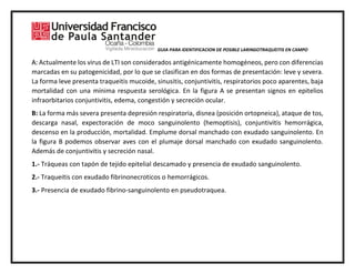 GUIA PARA IDENTIFICACION DE POSIBLE LARINGOTRAQUEITIS EN CAMPO
A: Actualmente los virus de LTI son considerados antigénicamente homogéneos, pero con diferencias
marcadas en su patogenicidad, por lo que se clasifican en dos formas de presentación: leve y severa.
La forma leve presenta traqueitis mucoide, sinusitis, conjuntivitis, respiratorios poco aparentes, baja
mortalidad con una mínima respuesta serológica. En la figura A se presentan signos en epitelios
infraorbitarios conjuntivitis, edema, congestión y secreción ocular.
B: La forma más severa presenta depresión respiratoria, disnea (posición ortopneica), ataque de tos,
descarga nasal, expectoración de moco sanguinolento (hemoptisis), conjuntivitis hemorrágica,
descenso en la producción, mortalidad. Emplume dorsal manchado con exudado sanguinolento. En
la figura B podemos observar aves con el plumaje dorsal manchado con exudado sanguinolento.
Además de conjuntivitis y secreción nasal.
1.- Tráqueas con tapón de tejido epitelial descamado y presencia de exudado sanguinolento.
2.- Traqueitis con exudado fibrinonecroticos o hemorrágicos.
3.- Presencia de exudado fibrino-sanguinolento en pseudotraquea.
 
