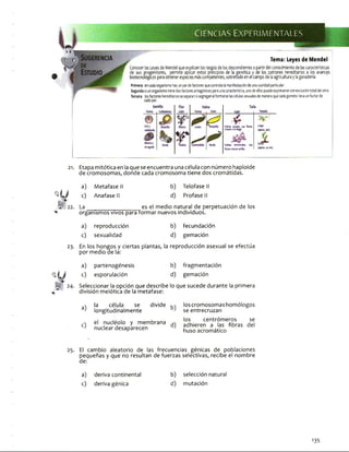CIENCIAS EXPERIMENTALES
Tema: Leyes de Mendel
Conocer las Leyes de Mendel que explican los rasgos delos descendientes a partirdel conocimiento de las características
de sus progenitores, permite aplicar estos principios de la genética y de los patrones hereditarios a los avances
biotecnológicos para obtener especies más competentes, sobretodo en el campo dela agriculturay la ganadería.
Primera encadaorganismohayunpardefactoresquecontrolalamanifestacióndeunacualidadparticular.
Segundaisiunorganismotienedosfactoresantagónicosparaunacaracterística,unodeellospuedeexpresarseconexclusióntotaldelotro.
Tercera: losfactoreshereditariosseseparanosegreganalformarselascélulassexualesdemaneraquecadagametollevaunfactorde
cadapar.
Tallo
£
Vainas axiales, Las flores
crecenalo largo
Vainas terminales,
florescrecenarriba
Largo
(aproe,jm)
(aprox.30cm)
21. Etapa mitótica en laque seencuentra una célula con número haploide
de cromosomas, donde cada cromosoma tiene dos cromátidas.
a) Metafase II b) Telofase II
c) Anafase II d) Profase II
La _____ ________es el medio natural de perpetuación de los
organismos vivos para formar nuevos individuos.
a) reproducción b) fecundación
c) sexualidad d) gemación
23. En los hongos y ciertas plantas, la reproducción asexual se efectúa
por medio de la:
a) partenogénesis b) fragmentación
c) esporulación d) gemación
24. Seleccionar la opción que describe lo que sucede durante la primera
división meiótica de la metafase:
a)
la célula se divide
b)
loscromosomas homólogos
longitudinalmente se entrecruzan
c)
el nucléolo y membrana
nuclear desaparecen d)
los centrómeros
adhieren a las fibras
huso acromático
se
del
23. El cambio aleatorio de las frecuencias génicas de poblaciones
pequeñas y que no resultan de fuerzas selectivas, recibe el nombre
de:
a) deriva continental
c) deriva génica
b) selección natural
d) mutación
135
 
