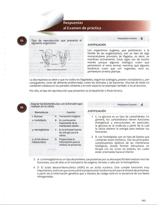 Respuestas
a! Exam en de práctica
Tipo de reproducción que presenta el
siguiente organismo:
Núcleo
Crnfnoplosto*
tugltna, Ai individuo, 0: ftte de d»VKi6n
Respuesta Correcta b
JU STIFIC A C IÓ N
Los organismos euglena, que pertenecen a la
familia de las euglenophyts, son un tipo de alga
monocelulares provistos de flagelos, es decir, se
movilizan activamente. Estas algas son de mucho
interés porque algunos zoólogos creen que
pertenecen al reino animal, mientras que algunos
botánicos creen que son vegetales, esto es,
pertenecen al reino plantae.
La discrepancia se debe a que no todos los flagelados, según los zoólogos, poseen cloroplastos y, por
consiguiente, viven de alimento preformado, como los animales y las bacterias. Muchas de éstas no
contienen celulosa en las paredes celulares y en este aspecto se asemejan también a los protozoos.
Por ello, el tipo de reproducción que presentan es la bipartición o fisión binaria.
Asociar las biomoléculas con la función que
realizan en la célula.
B io m o lé c u l a F u n c ió n
1. G lu c o s a A. T r a n s p o r t a o x í g e n o .
2. F o s f o líp i d o B. E s c o s t i t u y e n t e
i m p o r t a n t e d e la
m e m b r a n a c e l u la r .
3 . H e m o g l o b i n a C, E s la p r in c ip a l f u e n t e
d e e n e r g í a p a r a la
c é lu la .
4 . Á c id o d e s o x i-
r r i b o n u d e i c o
D. P r o p o r c i o n a la
in f o r m a c i ó n p a r a la
s í n t e s i s d e p r o t e í n a s .
Respuesta Correcta ( j
JU STIFIC A C IÓ N
1 C. La glucosa es un tipo de carbohidrato. En
general, los carbohidratos tienen funciones
energéticas y estructurales; en particular,
la glucosa es la molécula a partir de la cual
la célula obtiene la energía para realizar sus
funciones.
2 B. Los fosfolípidos son un tipo de lípidos que
contienen ácido fosfórico. Son los principales
constituyentes lipidíeos de las membranas
biológicas, donde forman estructuras en
bicapa con las zonas no polares, las cuales
están orientadas hacia el interior.
3 A. La hemoglobina es un tipo de proteína. Las proteínas por su alta especificidad realizan muchas
funciones, una de ellas es el transporte de oxígeno, llevado a cabo por la hemoglobina.
4 D. El ácido desoxirribonucleico (ADN) es un ácido nucleico. Éste cumple funciones muy
importantes, entre las que se encuentra proporcionarla información para lasíntesis de proteínas,
a partir de la información genética que a manera de código está en la secuencia de sus bases
nitrogenadas.
245
 