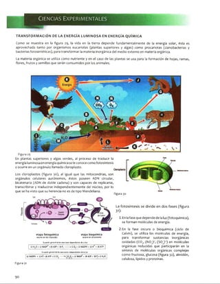 TRANSFORMACIÓN DE LA ENERGÍA LUMINOSA EN ENERGÍA QUÍMICA
C o m o s e m u e s t r a e n la f i g u r a 2 9 , la v i d a e n la t i e r r a d e p e n d e f u n d a m e n t a l m e n t e d e la e n e r g í a s o l a r , é s t a e s
a p r o v e c h a d a t a n t o p o r o r g a n i s m o s e u c a r i o t a s ( p l a n t a s s u p e r i o r e s y a l g a s ) c o m o p r o c a r i o t a s ( c i a n o b a c t e r i a s y
b a c t e r i a s f o t o s i n t é t i c a s ) , p a r a t r a n s f o r m a r la m a t e r i a i n o r g á n i c a d e l m e d i o e x t e r n o e n m a t e r i a o r g á n i c a .
La m a t e r i a o r g á n i c a s e u tiliz a c o m o n u t r i e n t e y e n e l c a s o d e la s p l a n t a s s e u s a p a r a la f o r m a c i ó n d e h o j a s , r a m a s ,
f l o r e s , f r u t o s y s e m i l l a s q u e s e r á n c o n s u m i d o s p o r l o s a n i m a l e s .
Figura 29
E n p l a n t a s s u p e r i o r e s y a l g a s v e r d e s , al p r o c e s o d e t r a d u c i r la
e n e r g í a l u m i n o s a e n e n e r g í a q u í m i c a s e le c o n o c e c o m o f o t o s í n t e s i s
y o c u r r e e n u n o r g á n u l o l l a m a d o c l o r o p l a s t o .
Ctoroplasto
L o s c l o r o p l a s t o s ( f i g u r a 3 0 ) , a l i g u a l q u e la s m i t o c o n d r l a s , s o n
o r g á n u l o s c e l u l a r e s a u t ó n o m o s , é s t o s p o s e e n A D N c i r c u l a r ,
b i c a t e n a r i a (A D N d e d o b l e c a d e n a ) y s o n c a p a c e s d e r e p l i c a r s e ,
t r a n s c r i b i r s e y t r a d u c i r s e i n d e p e n d i e n t e m e n t e d e l n ú c l e o , p o r lo
q u e s e h a v i s t o q u e s u h e r e n c i a n o e s d e t i p o M e n d e l i a n a .
Figura 30
etapa fotoquímica etapa bioquímica
ocurre en los tilacoides ocurre en el estroma
Ecuación general de las reacciones dependientes de la luz:
Ecuación general de las reacciones independientes de la luz:
12 NADPH ♦ 12 H++ 18 ATP + 6 CO; ------ *•CH 0. + 12 NADP+ * 18 ADP * 18 R♦ 6 H20
La fotosíntesis se divide en dos fases (figura
31):
1 . E n la f a s e q u e d e p e n d e d e la lu z ( f o t o q u í m i c a ) ,
s e f o r m a n m o l é c u l a s d e e n e r g í a .
2 . E n la f a s e o s c u r a o b i o q u í m i c a ( c i c l o d e
C a l v in ) , s e u tiliz a la s m o l é c u l a s d e e n e r g í a ,
p a r a t r a n s f o r m a r s u s t a n c i a s i n o r g á n i c a s
o x i d a d a s ( C 0 2, ( N 0 3) ' , ( S 0 4) 2) e n m o l é c u l a s
o r g á n i c a s r e d u c i d a s q u e p a r t i c i p a r á n e n la
s í n t e s i s d e m o l é c u l a s o r g á n i c a s c o m p l e j a s
c o m o f r u c t o s a , g l u c o s a ( f i g u r a 3 2 ) , a l m i d ó n ,
c e l u l o s a , l í p i d o s y p r o t e í n a s .
Figura 31
90
 