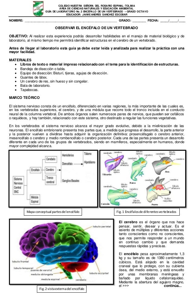 Guia lab encefalo de un vertebrado