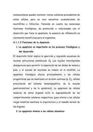 mononucleares pueden contener restos celulares procedentes de
estas células, pero es raro encontrar acumulaciones de
neutrófilos o linfocitos .Teniendo en cuenta las numerosas
funciones fisiológicas, de protección y relacionadas con el
desarrollo que tiene la apoptosis, la ausencia de inflamación es
claramente beneficiosa para el organismo.
4.1.1.2 Funciones de la Apoptosis
1. La apoptosis es importante en los procesos fisiológicos y
del desarrollo
El desarrollo fetal implica la aparición y regresión sucesivas de
muchas estructuras anatómicas: Ej. Los tejidos interdigitales
desaparecen para permitir la separación de los dedos de manos y
pies, y el exceso de neuronas se reduce en el encéfalo. La
apoptosis fisiológica afecta principalmente a las células
progenitoras que se mantienen en división continua (p. Ej. células
precursoras del sistema hematopoyético, de la mucosa
gastrointestinal y de la epidermis). La apoptosis de células
maduras de estos órganos evita la superpoblación de los
compartimientos celulares respectivos, pues elimina a las células
viejas mientras mantiene la arquitectura y el tamaño normal de
los órganos.
2. La apoptosis elimina a las células obsoletas
 