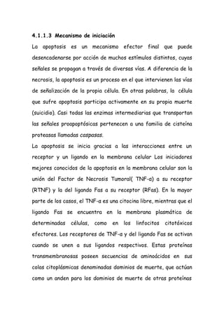 4.1.1.3 Mecanismo de iniciación
La apoptosis es un mecanismo efector final que puede
desencadenarse por acción de muchos estímulos distintos, cuyas
señales se propagan a través de diversas vías. A diferencia de la
necrosis, la apoptosis es un proceso en el que intervienen las vías
de señalización de la propia célula. En otras palabras, la célula
que sufre apoptosis participa activamente en su propia muerte
(suicidio). Casi todas las enzimas intermediarias que transportan
las señales proapoptósicas pertenecen a una familia de cisteína
proteasas llamadas caspasas.
La apoptosis se inicia gracias a las interacciones entre un
receptor y un ligando en la membrana celular Los iniciadores
mejores conocidos de la apoptosis en la membrana celular son la
unión del Factor de Necrosis Tumoral( TNF-α) a su receptor
(RTNF) y la del ligando Fas a su receptor (RFas). En la mayor
parte de los casos, el TNF-α es una citocina libre, mientras que el
ligando Fas se encuentra en la membrana plasmática de
determinadas células, como en los linfocitos citotóxicos
efectores. Los receptores de TNF-α y del ligando Fas se activan
cuando se unen a sus ligandos respectivos. Estas proteínas
transmembranosas poseen secuencias de aminoácidos en sus
colas citoplásmicas denominadas dominios de muerte, que actúan
como un anden para los dominios de muerte de otras proteínas
 