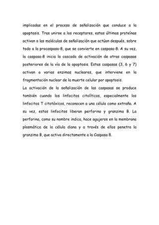 implicadas en el proceso de señalización que conduce a la
apoptosis. Tras unirse a los receptores, estas últimas proteínas
activan a las moléculas de señalización que actúan después, sobre
todo a la procaspasa-8, que se convierte en caspasa-8. A su vez,
la caspasa-8 inicia la cascada de activación de otras caspasas
posteriores de la vía de la apoptosis. Estas caspasas (3, 6 y 7)
activan a varias enzimas nucleares, que interviene en la
fragmentación nuclear de la muerte celular por apoptosis.
La activación de la señalización de las caspasas se produce
también cuando los linfocitos citolíticos, especialmente los
linfocitos T citotóxicos, reconocen a una célula como extraña. A
su vez, estos linfocitos liberan perforina y granzima B. La
perforina, como su nombre indica, hace agujeros en la membrana
plasmática de la célula diana y a través de ellos penetra la
granzima B, que activa directamente a la Caspasa 8.
 