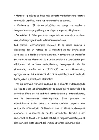 • Picnosis: El núcleo se hace más pequeño y adquiere una intensa
coloración basófila, mientras la cromatina se agrupa.
• Cariorrexis: El núcleo picnótico se rompe en mucho s
fragmentos más pequeños que se dispersan por el citoplasma.
• Cariólisis: El núcleo puede ser expulsado de la célula o mostrar
una pérdida progresiva de la tinción cromatínica.
Los cambios estructurales iniciales de la célula muerta o
moribunda son un reflejo de la magnitud de las alteraciones
asociadas a la lesión celular reversible. Además de las anomalías
nucleares antes descritas, la muerte celular se caracteriza por
dilatación del retículo endoplásmico, desagregación de los
ribosomas, tumefacción y calcificación de las mitocondrias,
agregación de los elementos del citoesqueleto y desarrollo de
burbujas en la membrana plasmática.
Tras un intervalo variable después de la muerte y dependiendo
del tejido y de las circunstancias, la célula se ve sometida a la
actividad lítica de las enzimas intracelulares y extracelulares,
con la consiguiente desintegración. Este proceso es
especialmente visible cuando la necrosis celular despierta una
respuesta inflamatoria. Si bien las características morfológicas
asociadas a la muerte de células individuales tienden a ser
uniformes en todos los tipos de células, la respuesta del tejido es
más variable. Esta diversidad recibe diversos nombres, que
 