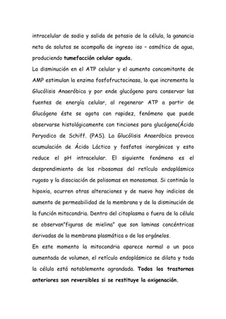 intracelular de sodio y salida de potasio de la célula, la ganancia
neta de solutos se acompaña de ingreso iso – osmótico de agua,
produciendo tumefacción celular aguda.
La disminución en el ATP celular y el aumento concomitante de
AMP estimulan la enzima fosfofructocinasa, lo que incrementa la
Glucólisis Anaeróbica y por ende glucógeno para conservar las
fuentes de energía celular, al regenerar ATP a partir de
Glucógeno éste se agota con rapidez, fenómeno que puede
observarse histológicamente con tinciones para glucógeno(Ácido
Peryodico de Schiff. (PAS). La Glucólisis Anaeróbica provoca
acumulación de Ácido Láctico y fosfatos inorgánicos y esto
reduce el pH intracelular. El siguiente fenómeno es el
desprendimiento de los ribosomas del retículo endoplásmico
rugoso y la disociación de polisomas en monosomas. Si continúa la
hipoxia, ocurren otras alteraciones y de nuevo hay indicios de
aumento de permeabilidad de la membrana y de la disminución de
la función mitocondria. Dentro del citoplasma o fuera de la célula
se observan”figuras de mielina” que son laminas concéntricas
derivadas de la membrana plasmática o de los orgánelos.
En este momento la mitocondria aparece normal o un poco
aumentada de volumen, el retículo endoplásmico se dilata y toda
la célula está notablemente agrandada. Todos los trastornos
anteriores son reversibles si se restituye la oxigenación.
 