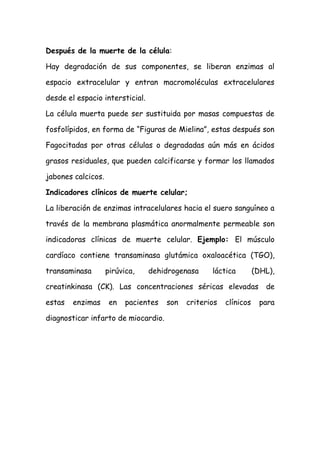Después de la muerte de la célula:
Hay degradación de sus componentes, se liberan enzimas al
espacio extracelular y entran macromoléculas extracelulares
desde el espacio intersticial.
La célula muerta puede ser sustituida por masas compuestas de
fosfolípidos, en forma de “Figuras de Mielina”, estas después son
Fagocitadas por otras células o degradadas aún más en ácidos
grasos residuales, que pueden calcificarse y formar los llamados
jabones calcicos.
Indicadores clínicos de muerte celular;
La liberación de enzimas intracelulares hacia el suero sanguíneo a
través de la membrana plasmática anormalmente permeable son
indicadoras clínicas de muerte celular. Ejemplo: El músculo
cardíaco contiene transaminasa glutámica oxaloacética (TGO),
transaminasa pirúvica, dehidrogenasa láctica (DHL),
creatinkinasa (CK). Las concentraciones séricas elevadas de
estas enzimas en pacientes son criterios clínicos para
diagnosticar infarto de miocardio.
 