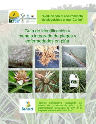 Guía Identificación y MIP

“Reduciendo el escurrimiento
de plaguicidas al mar Caribe”

Guía de identificación y
manejo integrado de plagas y
enfermedades en piña

Proyecto demostrativo “Evaluación del
sistema de producción de piña
y la
implementación tecnológica de BPA en la
Región Nor-atlántica de Costa Rica”

I

 