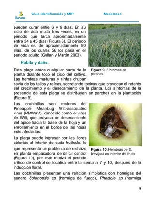 Guia manejo integrado de plagas y enfermedades de piña | PDF