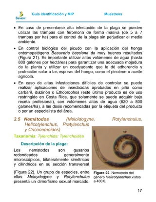 Guia manejo integrado de plagas y enfermedades de piña | PDF