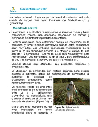 Guia manejo integrado de plagas y enfermedades de piña | PDF