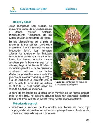Guia manejo integrado de plagas y enfermedades de piña | PDF