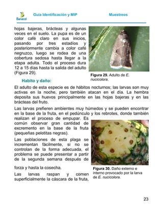 Guia manejo integrado de plagas y enfermedades de piña | PDF