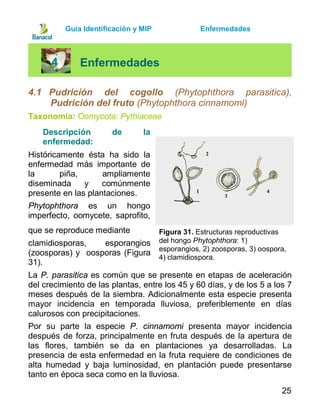 Guia manejo integrado de plagas y enfermedades de piña | PDF