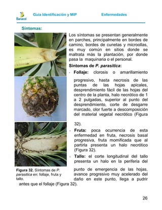 Guia manejo integrado de plagas y enfermedades de piña | PDF