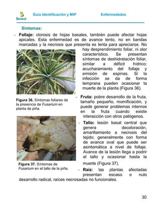 Guia manejo integrado de plagas y enfermedades de piña | PDF