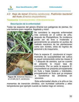 Guia manejo integrado de plagas y enfermedades de piña | PDF