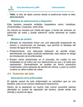 Guia manejo integrado de plagas y enfermedades de piña | PDF