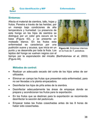 Guia manejo integrado de plagas y enfermedades de piña | PDF