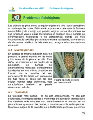 Guia manejo integrado de plagas y enfermedades de piña | PDF