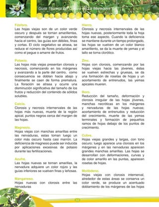 Guía Técnica del Cultivo de La Maracuya
12
Fósforo.
Las hojas viejas son de un color verde
oscuro y después se tornan amarillentas,
comenzando del margen y avanzando
hacia el centro, las guías son débiles, finas
y cortas. El ciclo vegetativo se atrasa, se
reduce el número de flores producidas así
como el pegue o amarre de frutos.
Potasio.
Las hojas más viejas presentan clorosis y
necrosis, comenzando en los márgenes
y avanzando a la parte del centro, como
consecuencia se doblan hacia abajo y
finalmente se caen de forma prematura.
La floración se atrasa y ocurre una
disminución significativa del tamaño de los
frutos y reducción del contenido de sólidos
solubles.
Calcio.
Clorosis y necrosis internervales de las
hojas más nuevas, muerte de la región
apical, puntos negros cerca del margen de
las hojas.
Magnesio.
Hojas viejas con manchas amarillas entre
las nervaduras, estas toman luego un
color más oscuro hasta casi marrón. La
deficiencia de magnesio puede ser inducida
por aplicaciones excesivas de potasio
durante las fertilizaciones.
Azufre.
Las hojas nuevas se tornan amarillas, la
nervadura adquiere un color rojizo y las
guías inferiores se vuelven finas y leñosas.
Manganeso.
Hojas nuevas con clorosis entre las
nervaduras
Hierro.
Clorosis y necrosis internervales de las
hojas nuevas, posteriormente toda la hoja
toma ese aspecto. Cuando la deficiencia
se mantiene durante un tiempo prolongado,
las hojas se vuelven de un color blanco
amarillento, se da la muerte de yemas y el
tallo se torna clorótico.
Zinc.
Hojas con clorosis, comenzando por las
hojas viejas hacia las jóvenes, éstas
se vuelven estrechas y gruesas, se da
una formación de rosetas de hojas y un
acortamiento de entrenudos, las yemas
apicales mueren.
Boro.
Reducción del tamaño, deformación y
clorosis irregular de las hojas jóvenes,
manchas necróticas en los márgenes
y nervaduras de las hojas nuevas;
acortamiento de entrenudos y reducción
del crecimiento, muerte de las yemas
terminales y formación de pequeños
ramos de hojas debajo de los puntos de
crecimiento.
Cobre.
Hojas viejas grandes y largas, con tono
oscuro; luego aparece una clorosis en los
márgenes y en las nervaduras aparecen
grandes manchas amarillas. Las hojas se
desarrollan con deformaciones, curvas y
de color amarillo en las puntas, aparecen
rosetas de hojas.
Molibdeno.
Hojas viejas con clorosis internerval,
alrededor de estas áreas se conserva un
color verde, se produce un acentuado
doblamiento de los márgenes de las hojas
 