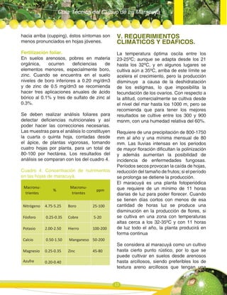 Guía Técnica del Cultivo de La Maracuya
13
hacia arriba (cupping), éstos síntomas son
menos pronunciados en hojas jóvenes.
Fertilización foliar.
En suelos arenosos, pobres en materia
orgánica, ocurren deficiencias de
elementos menores, especialmente boro,
zinc. Cuando se encuentra en el suelo
niveles de boro inferiores a 0.20 mg/dm3
y de zinc de 0.5 mg/dm3 se recomienda
hacer tres aplicaciones anuales de ácido
bórico al 0.1% y tres de sulfato de zinc al
0.3%.
Se deben realizar análisis foliares para
detectar deficiencias nutricionales y así
poder hacer las correcciones necesarias.
Las muestras para el análisis lo constituyen
la cuarta o quinta hoja, contadas desde
el ápice, de plantas vigorosas, tomando
cuatro hojas por planta, para un total de
80-100 por hectárea. Los resultados del
análisis se comparan con los del cuadro 4.
Cuadro 4. Concentración de nutrimentos
en las hojas de maracuyá.
Macronu-
trientes
%
Macronu-
trientes
ppm
Nitrógeno 4.75-5.25 Boro 25-100
Fósforo 0.25-0.35 Cobre 5-20
Potasio 2.00-2.50 Hierro 100-200
Calcio 0.50-1.50 Manganeso 50-200
Magnesio 0.25-0.35 Zinc 45-80
Azufre 0.20-0.40
V. REQUERIMIENTOS
CLIMÁTICOS Y EDÁFICOS.
La temperatura óptima oscila entre los
23-25ºC; aunque se adapta desde los 21
hasta los 32ºC, y en algunos lugares se
cultiva aún a 35ºC, arriba de este límite se
acelera el crecimiento, pero la producción
disminuye a causa de la deshidratación
de los estigmas, lo que imposibilita la
fecundación de los ovarios. Con respecto a
la altitud, comercialmente se cultiva desde
el nivel del mar hasta los 1000 m, pero se
recomienda que para tener los mejores
resultados se cultive entre los 300 y 900
msnm, con una humedad relativa del 60%.
Requiere de una precipitación de 800-1750
mm al año y una mínima mensual de 80
mm. Las lluvias intensas en los periodos
de mayor floración dificultan la polinización
y además aumentan la posibilidad de
incidencia de enfermedades fungosas.
Períodos secos provocan la caída de hojas,
reducción del tamaño de frutos; si el período
se prolonga se detiene la producción.
El maracuyá es una planta fotoperiódica
que requiere de un mínimo de 11 horas
diarias de luz para poder florecer. Cuando
se tienen días cortos con menos de esa
cantidad de horas luz se produce una
disminución en la producción de flores, si
se cultiva en una zona con temperaturas
altas cerca a los 32-35ºC y con 11 horas
de luz todo el año, la planta producirá en
forma continua
Se considera al maracuyá como un cultivo
hasta cierto punto rústico, por lo que se
puede cultivar en suelos desde arenosos
hasta arcillosos, siendo preferibles los de
textura areno arcillosos que tengan una
 
