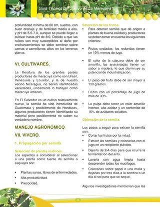 Guía Técnica del Cultivo de La Maracuya
14
profundidad mínima de 60 cm, sueltos, con
buen drenaje y de fertilidad media a alta,
y pH de 5.5-7.0, aunque se puede llegar a
cultivar hasta pH de 8.0. Debido a que las
raíces son muy susceptibles al daño por
encharcamientos se debe sembrar sobre
camas o camellones altos en los terrenos
planos.
VI. CULTIVARES.
La literatura de los grandes países
productores de maracuyá como son Brasil,
Venezuela y Ecuador, y la de nuestro
vecino Nicaragua, no tienen identificadas
variedades, únicamente lo trabajan como
maracuyá amarillo.
En El Salvador es un cultivo relativamente
nuevo, la semilla ha sido introducida de
Guatemala y posiblemente de Honduras,
algunos productores tienen identificado su
material pero posiblemente no saben su
verdadero nombre.
MANEJO AGRONÓMICO
VII. VIVERO.
1. Propagación por semilla.
Selección de plantas matrices.
Los aspectos a considerar al seleccionar
a una planta como fuente de semilla o
esquejes son:
• Plantas sanas, libres de enfermedades.
• Alta productividad.
• Precocidad.
Selección de los frutos.
• Para obtener semilla que dé origen a
plantas de buena calidad y productoras
se deben tomar en cuenta los siguientes
criterios:
• Frutos ovalados, los redondos tienen
un 10% menos de jugo.
• El color de la cáscara debe de ser
amarillo, las anaranjadas tienen un
sabor a madera, lo que disminuye su
potencial de industrialización.
• El peso del fruto debe de ser mayor a
130 gramos.
• Frutos con un porcentaje de jugo de
más de 33%.
• La pulpa debe tener un color amarillo
intenso, alta acidez y un contenido de
15% de azúcares solubles.
Obtención de la semilla.
Los pasos a seguir para extraer la semilla
son:
• Cortar los frutos por la mitad.
• Extraer las semillas y colocarlas con el
jugo en un recipiente plástico.
• Dejarla de 2-4 días para que ocurra la
fermentación del arilo.
• Lavarla con agua limpia hasta
desprender todas los mucílagos.
• Colocarlas sobre papel o una malla y
dejarlas por tres días a la sombra o un
día al sol para que se seque.
Algunos investigadores mencionan que las
 