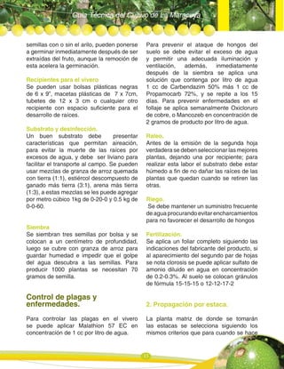 Guía Técnica del Cultivo de La Maracuya
15
semillas con o sin el arilo, pueden ponerse
a germinar inmediatamente después de ser
extraídas del fruto, aunque la remoción de
esta acelera la germinación.
Recipientes para el vivero
Se pueden usar bolsas plásticas negras
de 6 x 9”, macetas plásticas de 7 x 7cm,
tubetes de 12 x 3 cm o cualquier otro
recipiente con espacio suficiente para el
desarrollo de raíces.
Substrato y desinfección.
Un buen substrato debe presentar
características que permitan aireación,
para evitar la muerte de las raíces por
excesos de agua, y debe ser liviano para
facilitar el transporte al campo. Se pueden
usar mezclas de granza de arroz quemada
con tierra (1:1), estiércol descompuesto de
ganado más tierra (3:1), arena más tierra
(1:3), a estas mezclas se les puede agregar
por metro cúbico 1kg de 0-20-0 y 0.5 kg de
0-0-60.
Siembra
Se siembran tres semillas por bolsa y se
colocan a un centímetro de profundidad,
luego se cubre con granza de arroz para
guardar humedad e impedir que el golpe
del agua descubra a las semillas. Para
producir 1000 plantas se necesitan 70
gramos de semilla.
Control de plagas y
enfermedades.
Para controlar las plagas en el vivero
se puede aplicar Malathion 57 EC en
concentración de 1 cc por litro de agua.
Para prevenir el ataque de hongos del
suelo se debe evitar el exceso de agua
y permitir una adecuada iluminación y
ventilación, además, inmediatamente
después de la siembra se aplica una
solución que contenga por litro de agua
1 cc de Carbendazim 50% más 1 cc de
Propamocarb 72%, y se repite a los 15
días. Para prevenir enfermedades en el
follaje se aplica semanalmente Oxicloruro
de cobre, o Mancozeb en concentración de
2 gramos de producto por litro de agua.
Raleo.
Antes de la emisión de la segunda hoja
verdadera se deben seleccionar las mejores
plantas, dejando una por recipiente; para
realizar esta labor el substrato debe estar
húmedo a fin de no dañar las raíces de las
plantas que quedan cuando se retiren las
otras.
Riego.
Se debe mantener un suministro frecuente
de agua procurando evitar encharcamientos
para no favorecer el desarrollo de hongos
Fertilización.
Se aplica un foliar completo siguiendo las
indicaciones del fabricante del producto, si
al aparecimiento del segundo par de hojas
se nota clorosis se puede aplicar sulfato de
amonio diluido en agua en concentración
de 0.2-0.3%. Al suelo se colocan gránulos
de fórmula 15-15-15 o 12-12-17-2
2. Propagación por estaca.
La planta matriz de donde se tomarán
las estacas se selecciona siguiendo los
mismos criterios que para cuando se hace
 