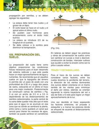 Guía Técnica del Cultivo de La Maracuya
16
propagación por semillas, y se deben
agregar los siguientes:
• La estaca debe tener tres nudos y el
grosor de un lápiz.
• El corte basal se hace en el nudo y el
apical sobre el último nudo.
• Se pueden usar hormonas para
enraizamiento como el ácido indol
butírico.
• La estaca se introduce 2/3 de su
longitud en el sustrato.
• Se debe colocar a la sombra para
disminuir la transpiración.
VIII. PREPARACIÓN DEL
SUELO.
La preparación del suelo tiene como
objetivo proporcionar las condiciones
físicas necesarias para el buen desarrollo
del sistema radicular y que este pueda
hacer un mejor aprovechamiento de agua y
nutrientes. Se recomienda que en aquellos
suelos en que la topografía del terreno
lo permita dar un paso de arado con una
profundidad de 0.30 m y luego dos pasos
de rastra, colocando en el último el trozo
para una mejor nivelación. Posteriormente
se construyen camas de siembra ( Fig.
3 a) con un ancho de 2.5 m a 3.5 m
dependiendo de los distanciamientos de
siembra seleccionados, la parte central de
la cama debe quedar más alta que el resto
para que el agua no se acumule en esa
zona que es donde se sembrará la planta,
entre cama y cama quedará un canal que
servirá para drenar los excesos de agua,
también se puede sembrar en camellones
(Fig. 3 b).
En laderas se deben seguir las prácticas
y obras de conservación de suelos como
son sembrar en curvas a nivel o desnivel,
construcción de bordas, intercalar cultivos
que ayuden a evitar la erosión como son la
piña o zacate vetiver.
TRAZO Y ESTAQUILLADO.
Para el trazo de los surcos se deben
considerar varios factores, entre los
cuales tenemos la pendiente del terreno,
la dirección de los vientos dominantes
(los surcos deben orientarse en el mismo
sentido de los vientos para minimizar
el daño por estos), además se orientan
siguiendo la misma trayectoria del sol o
sea de Este a O este para lograr un mejor
aprovechamiento de la luz.
Una vez decidido el trazo sopesando
los factores anteriores, se procede a
estaquillar y a marcar las posturas donde
se ahoyará de acuerdo al distanciamiento
seleccionado.
 