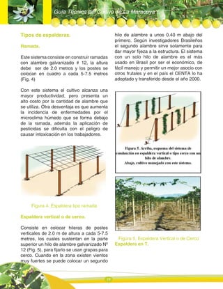 Guía Técnica del Cultivo de La Maracuya
18
Tipos de espalderas.
Ramada.
Este sistema consiste en construir ramadas
con alambre galvanizado # 12, la altura
debe ser de 2.0 metros y los postes se
colocan en cuadro a cada 5-7.5 metros
(Fig. 4)
Con este sistema el cultivo alcanza una
mayor productividad, pero presenta un
alto costo por la cantidad de alambre que
se utiliza. Otra desventaja es que aumenta
la incidencia de enfermedades por el
microclima húmedo que se forma debajo
de la ramada, además la aplicación de
pesticidas se dificulta con el peligro de
causar intoxicación en los trabajadores.
Figura 4. Espaldera tipo ramada
Espaldera vertical o de cerco.
Consiste en colocar hileras de postes
verticales de 2.0 m de altura a cada 5-7.5
metros, los cuales sustentan en la parte
superior un hilo de alambre galvanizado Nº
12 (Fig. 5), para fijarlo se usan grapas para
cerco. Cuando en la zona existen vientos
muy fuertes se puede colocar un segundo
hilo de alambre a unos 0.40 m abajo del
primero. Según investigadores Brasileños
el segundo alambre sirve solamente para
dar mayor fijeza a la estructura. El sistema
con un solo hilo de alambre es el más
usado en Brasil por ser el económico, de
fácil manejo y permitir un mejor asocio con
otros frutales y en el país el CENTA lo ha
adoptado y transferido desde el año 2000.
Figura 5. Espaldera Vertical o de Cerco
Espaldera en T.
 