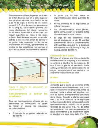 Guía Técnica del Cultivo de La Maracuya
19
Consiste en una hilera de postes verticales
de 2.0 m de altura que en la parte superior
van provistos de una barra horizontal de
0.65 m de largo, a través de los cuales
pasan 2 ó 3 hilos de alambre galvanizado
Nº 12 (Fig. 6). Este sistema permite una
mejor distribución del follaje, mejorando
la eficiencia fotosintética al exponer una
mayor superficie de hojas a los rayos
solares. Posiblemente no sea tan usada,
debido a que es más difícil de colocar y
se gastan más materiales con lo cual se
incrementan los costos, generalmente los
costos de las espalderas representan el
50% de los costos totales en este sistema.
Figura 6. Sistema de conducción en
espaldera tipo “T”
Consideraciones al colocar las
espalderas.
Para un funcionamiento eficiente de las
estructuras de conducción se deben
de tomar en cuenta las siguientes
recomendaciones:
• El anclaje de los postes debe de ser
de 0.50 m.
• La parte que irá bajo tierra se
impermeabiliza con aceite quemado de
motor.
• En los extremos de las espalderas se
colocan tensores.
• Los distanciamientos entre postes,
como norma, deben ser el doble de los
distanciamientos entre plantas.
• El largo de las espalderas debe
ser el equivalente al de 10 plantas
consecutivas, así si el distanciamiento
entre plantas es de 3.0 m, la distancia
entre postes será de 6.0 m y el largo de
las espalderas de 30.0 m.
Conducción de la planta.
Consiste en amarrar una hoja de la planta
con el extremo de una pita y el otro extremo
se amarra al alambre de la espaldera, de
esta forma la planta irá creciendo hacia
arriba y periódicamente se revisa que no se
caigan, esta pita puede ser sustituida por
una rama fina que sirve de tutor
PODAS.
Poda de formación.
A medida que la planta va creciendo emite
una serie de ramas laterales en cada nudo,
que se constituyen en chupones, estas se
eliminan hasta la altura del alambre, con
esto se acelera el crecimiento y desarrollo
de la planta. Cuando la planta sobrepasa
uno 0.20 m al alambre de la espaldera
se hace un corte de la yema apical con lo
que se estimula la brotación de las yemas
laterales de esa zona (Fig. 7a), de estas
se seleccionan dos que se convierten en
guías secundarias y se distribuyen sobre
el alambre una para cada lado (Fig. 7 b),
 