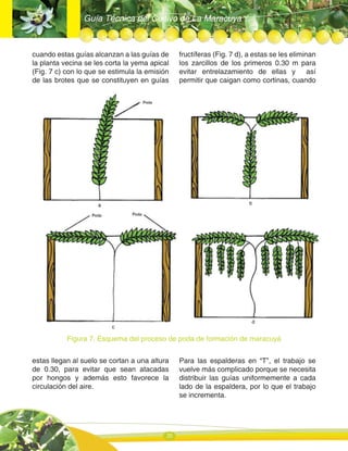 Guía Técnica del Cultivo de La Maracuya
20
cuando estas guías alcanzan a las guías de
la planta vecina se les corta la yema apical
(Fig. 7 c) con lo que se estimula la emisión
de las brotes que se constituyen en guías
fructíferas (Fig. 7 d), a estas se les eliminan
los zarcillos de los primeros 0.30 m para
evitar entrelazamiento de ellas y así
permitir que caigan como cortinas, cuando
estas llegan al suelo se cortan a una altura
de 0.30, para evitar que sean atacadas
por hongos y además esto favorece la
circulación del aire.
Para las espalderas en “T”, el trabajo se
vuelve más complicado porque se necesita
distribuir las guías uniformemente a cada
lado de la espaldera, por lo que el trabajo
se incrementa.
Figura 7. Esquema del proceso de poda de formación de maracuyá
 