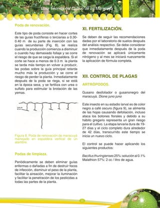 Guía Técnica del Cultivo de La Maracuya
21
Poda de renovación.
Este tipo de poda consiste en hacer cortes
de las guías fructíferas o terciarias a 0.30-
0.40 m de su parte de inserción con las
guías secundarias (Fig. 8), se realiza
cuando la producción comienza a disminuir
o cuando hay demasiado follaje y se corre
el riesgo de que se caiga la espaldera. Si el
corte se hace a menos de 0.3 m la planta
se tarda más tiempo en volver a producir,
las podas sobre la guía principal retarda
mucho más la producción y se corre el
riesgo de perder la planta. Inmediatamente
después de la poda se riega, si se está
en la época seca, y se fertiliza con urea o
sulfato para estimular la brotación de las
yemas.
Figura 8. Poda de renovación de maracuyá
manejado en espaldera vertical de un
alambre.
Podas de limpieza.
Periódicamente se deben eliminar guías
enfermas o dañadas a fin de destruir focos
de infección, disminuir el peso de la planta,
facilitar la aireación, mejorar la iluminación
y facilitar la penetración de los pesticidas a
todas las partes de la planta.
XI. FERTILIZACIÓN.
Se deben de seguir las recomendaciones
dadas por el laboratorio de suelos después
del análisis respectivo. Se debe considerar
que inmediatamente después de la poda
de renovación se aplicará únicamente
nitrógeno y al mes se iniciará nuevamente
la aplicación de fórmula completa.
XII. CONTROL DE PLAGAS
ARTRÓPODOS.
Gusano desfoliador o gusanonegro del
maracuyá. Dione juno juno
Este insecto en su estadio larval es de color
negro a café oscuro (figura 9), se alimenta
de las hojas causando defoliación, incluso
ataca los botones florales y debido a su
hábito gregario representa un gran riesgo
para el cultivo. La etapa larvaria dura de 19-
27 días y el ciclo completo dura alrededor
de 42 días, transcurrido este tiempo se
inicia un nuevo ciclo.
El control se puede hacer aplicando los
siguientes productos:
Bacillusthuringienses25%:soluciónal0.1%
Malathion 57%: 2 cc / litro de agua.
 