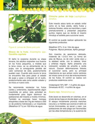 Guía Técnica del Cultivo de La Maracuya
22
Figura 9. Larvas de Dione juno juno
Mosca de la fruta. Anastrepha spp.
Ceratitis capitata
El daño lo ocasiona durante su etapa
larvaria, los adultos ovipositan sus huevos
en los frutos pequeños, a medida que
la larva crece, se va alimentando de la
pulpa, con la consiguiente pérdida del
valor comercial de éste, posteriormente
pueden caer. Cuando esto ocurre la larva
se encuentra lista para pasar al estado
de pupa y pasa a empupar en el suelo,
posteriormente sale como adulto volador y
se inicia un nuevo ciclo.
Se recomienda recolectar los frutos
caídos y enterrarlos, espolvoreando algún
insecticida en polvo; esta actividad es
fundamental para lograr disminuir las
poblaciones del insecto a niveles mínimos.
También se aconseja hacer trampas
atrayentes a base de 5 kg de melaza o 500
cc de proteína hidrolizada y un insecticida
(Malathion 57 %) en 100 litros de agua
Chinche patas de hoja Leptoglosus
zonatus.
Este insecto ataca tanto en estado ninfal
como en la fase adulta, daña frutos y
botones florales, estos se marchitan y caen
prematuramente y presentan pequeños
puntos negros que es donde el insecto
introdujo el estilete para succionar savia.
El control se puede realizar aplicando los
siguientes productos:
Malathion 57%: 2 cc / litro de agua
Pulgones. Myzus persicae, Aphis gossypi
Son insectos de apariencia delicada,
midiendo de 1.3-2.0 mm. La forma sin
alas de Myzus, es de color verde claro y
la aladaes verde, con la cabeza, tórax
y antenas negras. Aphis presenta una
coloración variable de amarillo a verde
oscuro. Causan deformaciones foliares
al succionar savia, pero su principal
importancia es que actúan como vectores
de virosis como el virus del endurecimiento
de los frutos. El control se realiza con
productos sistémicos como:
Imidacloprid 70% WP : 1.5 g/litro de agua
Dimetoato 40 EC : 4 cc/litro de agua
Ácaro rojo. Tetranichus sp.
Este ácaro se desarrolla en colonias, en el
envés de las hojas en donde dejan una tela.
El ataque inicialmente provoca manchas
oscuras y a medida que avanza el daño se
tornan bronceadas, se secan y caen. Las
poblaciones de esta plaga son favorecidas
por las altas temperaturas y la ausencia de
 
