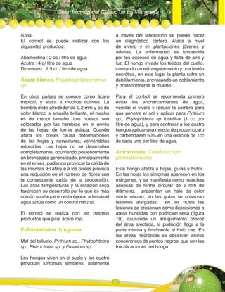 Guía Técnica del Cultivo de La Maracuya
23
lluvia.
El control se puede realizar con los
siguientes productos:
Abamectina : 2 cc / litro de agua
Azufre : 4 g/ litro de agua
Dimetoato : 1.5 cc / litro de agua
Ácaro blanco. Polyphagotarsonemus
sp.
En otros países se conoce como ácaro
tropical, y ataca a muchos cultivos. La
hembra mide alrededor de 0.2 mm y es de
color blanco a amarillo brillante, el macho
es de menor tamaño. Los huevos son
colocados por las hembras en el envés
de las hojas, de forma aislada. Cuando
ataca los brotes causa deformaciones
de las hojas y nervaduras, volviéndolas
retorcidas. Las hojas no se desarrollan
completamente, ocurriendo posteriormente
un bronceado generalizado, principalmente
en el envés, pudiendo provocar la caída de
las mismas. El ataque a los brotes provoca
una reducción en el número de flores con
la consecuente caída de la producción.
Las altas temperaturas y la estación seca
favorecen su desarrollo por lo que es más
común su ataque en esta época, además el
agua actúa como un control natural.
El control se realiza con los mismos
productos que para ácaro rojo.
Enfermedades fungosas.
Mal del talluelo. Pythium sp., Phytophthora
sp., Rhizoctonia sp. y Fusarium sp.
Los hongos viven en el suelo y los cuatro
provocan síntomas similares, solamente
a través del laboratorio se puede hacer
un diagnóstico certero. Ataca a nivel
de vivero y en plantaciones jóvenes y
adultas. La enfermedad es favorecida
por los excesos de agua y falta de aire y
luz. El hongo invade los tejidos del cuello,
causando un estrangulamiento y una lesión
necrótica, en este lugar la planta sufre un
debilitamiento, provocando un doblamiento
y posteriormente la muerte.
Para el control se recomienda primero
evitar los encharcamientos de agua,
ventilar el vivero y reducir la sombra para
que penetre el sol y aplicar para Pythium
sp., Phytophthora sp fosetil-al (1 cc por
litro de agua), y para controlar a los cuatro
hongos aplicar una mezcla de propamocarb
y carbendazim 50% en una relación de 1cc
de cada uno por litro de agua.
Antracnosis. Colletotrichum
gloeosporioides
Este hongo afecta a hojas, guías y frutos.
En las hojas los síntomas aparecen en los
márgenes, y se manifiesta como manchas
acuosas de forma circular de 5 mm de
diámetro, presentan un halo de color
verde oscuro; en las guías se observan
lesiones alargadas; en los frutos las
lesiones se presentan como depresiones o
áreas hundidas con pudrición seca (figura
10), causando un arrugamiento precoz
del área afectada, la pudrición llega a la
parte interna y finalmente el fruto cae. En
las áreas necróticas se observan anillos
concéntricos de puntos negros, que son las
fructificaciones del hongo
 