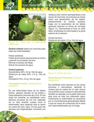 Guía Técnica del Cultivo de La Maracuya
24
Figura 10. Fruto con la enfermedad
antracnosis
Control cultural (estas son comunes para
todas las enfermedades):
Podas sanitarias.
Podas de formación para levantar la cortina
y permitir la circulación del aire.
Eliminar el exceso de follaje.
Drenar los excesos de agua.
Control químico:
Azoxistrobina 50%: 0.2 g / litro de agua
Oxicloruro de cobre 50%: 2.5 g / litro de
agua
Clorotalonil 72%: 2.5 g / litro de agua
Verrugosis o roña. Cladosporium
herbarum.
Es una enfermedad típica de los tejidos
tiernos, aparece siempre en los brotes y
frutos pequeños (menores de 3 cm). En las
hojas los síntomas se manifiestan como
lesiones circulares de 3-5 mm rodeadas
de un halo amarillo cuando inicia la
enfermedad, pero después toda la lesión
se vuelve de color rojizo. En las guías las
lesiones son longitudinales, formando una
ralladura color marrón asemejándose a una
canoa. En los frutos, los síntomas se inician
como una decoloración de los tejidos,
posteriormente se vuelven acuosos,
luego con el secamiento de los tejidos
aparecen lesiones en forma de verrugas
(figura 11). Internamente el fruto no sufre
daño, limitándose la enfermedad a la parte
externa de la cáscara.
Control químico:
Oxicloruro de cobre: 2.5 g / litro de agua
Figura 11. Frutos con roña
Marchitez por Fusarium. Fusarium
oxysporum.
Se manifiesta como lesiones en las raíces
primarias y secundarias, dañando la
corteza que se vuelve de un color oscuro
con pudrición seca, la base o cuello del tallo
también es atacada y en la parte interna de
esta zona se nota una coloración rojiza.
Foliarmente la enfermedad se caracteriza
por un marchitamiento generalizado debido
a que los vasos de conducción de la savia
son impermeabilizados por el hongo.
 