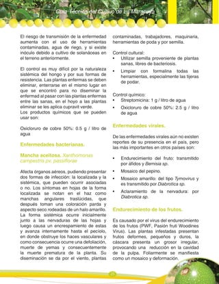 Guía Técnica del Cultivo de La Maracuya
25
El riesgo de transmisión de la enfermedad
aumenta con el uso de herramientas
contaminadas, agua de riego, y si existe
inóculo debido a cultivo de solanáceas en
el terreno anteriormente.
El control es muy difícil por la naturaleza
sistémica del hongo y por sus formas de
resistencia. Las plantas enfermas se deben
eliminar, enterrarse en el mismo lugar en
que se encontró para no diseminar la
enfermad al pasar con las plantas enfermas
entre las sanas, en el hoyo a las plantas
eliminar se les aplica cupravit verde.
Los productos químicos que se pueden
usar son:
Oxicloruro de cobre 50%: 0.5 g / litro de
agua
Enfermedades bacterianas.
Mancha aceitosa. Xanthomonas
campestris pv. passiflorae
Afecta órganos aéreos, pudiendo presentar
dos formas de infección: la localizada y la
sistémica, que pueden ocurrir asociadas
o no. Los síntomas en hojas de la forma
localizada se notan en el haz como
manchas angulares traslúcidas, que
después toman una coloración parda y
aspecto seco rodeadas de un halo amarillo.
La forma sistémica ocurre inicialmente
junto a las nervaduras de las hojas y
luego causa un encrespamiento de estas
y avanza internamente hasta el pecíolo,
en donde obstruye los haces vasculares y
como consecuencia ocurre una defoliación,
muerte de yemas y consecuentemente
la muerte prematura de la planta. Su
diseminación se da por el viento, plantas
contaminadas, trabajadores, maquinaria,
herramientas de poda y por semilla.
Control cultural:
• Utilizar semilla proveniente de plantas
sanas, libres de bacteriosis.
• Limpiar con formalina todas las
herramientas, especialmente las tijeras
de podar.
Control químico:
• Streptomicina: 1 g / litro de agua
• Oxicloruro de cobre 50%: 2.5 g / litro
de agua
Enfermedades virales.
De las enfermedades virales aún no existen
reportes de su presencia en el país, pero
las más importantes en otros países son:
• Endurecimiento del fruto: transmitido
por áfidos y Bemisia sp.
• Mosaico del pepino.
• Mosaico amarillo: del tipo Tymovirus y
es transmitido por Diabrotica sp.
• Aclaramiento de la nervadura: por
Diabrotica sp.
Endurecimiento de los frutos.
Es causado por el virus del endurecimiento
de los frutos (PWF, Pasión fruti Woodines
Virus). Las plantas infestadas presentan
frutos deformes, pequeños y duros, la
cáscara presenta un grosor irregular,
provocando una reducción en la cavidad
de la pulpa. Foliarmente se manifiesta
como un mosaico y deformación.
 
