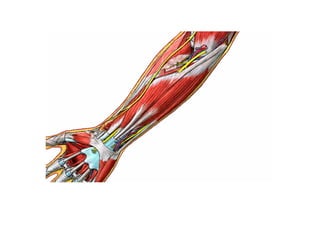 Guia miologia apendicular