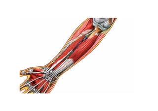 Guia miologia apendicular