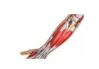 Guia miologia apendicular