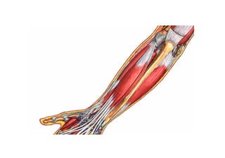 Guia miologia apendicular