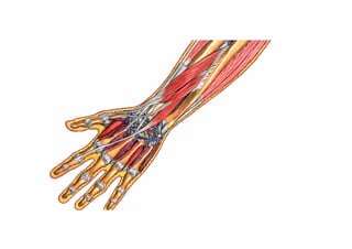 Guia miologia apendicular