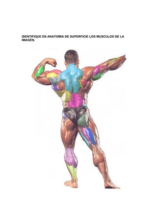 IDENTIFIQUE EN ANATOMIA DE SUPERFICIE LOS MUSCULOS DE LA
IMAGEN.
 
